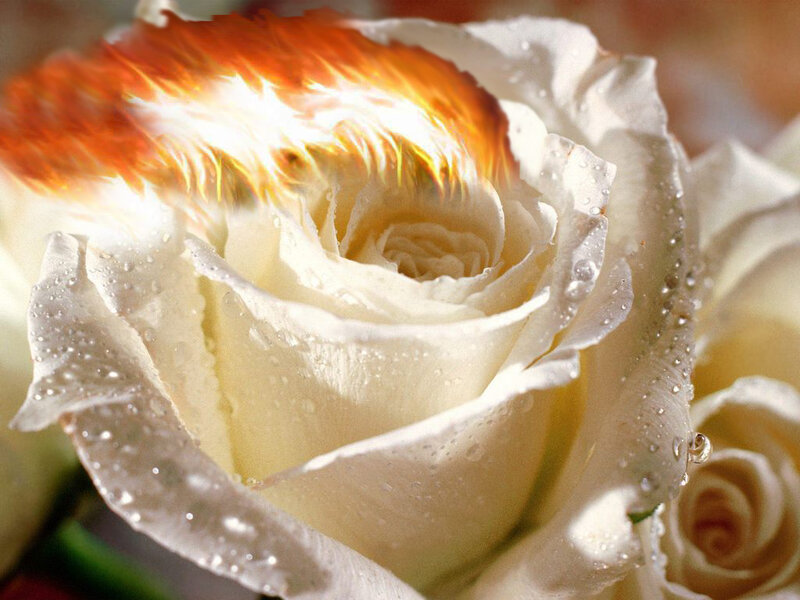 White rose with flame effect