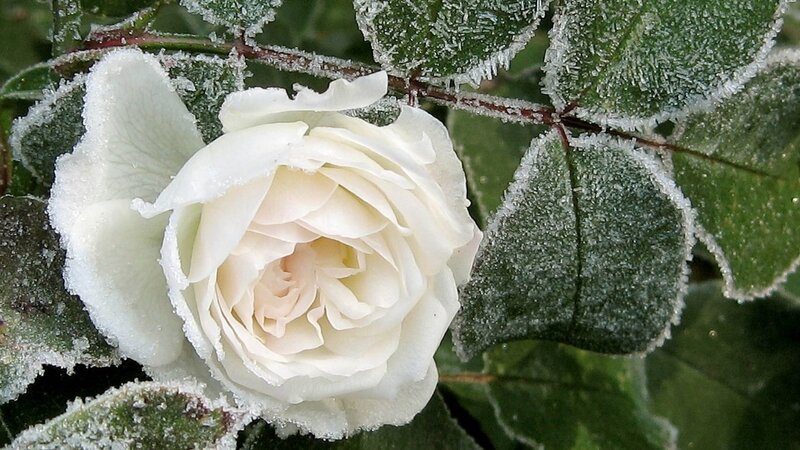 White Rose with Frost — Calm