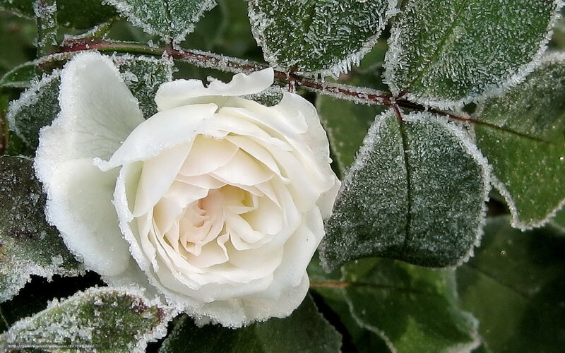 White Rose with Frost — Calm, Winter, Photograph, Leaves, Stem