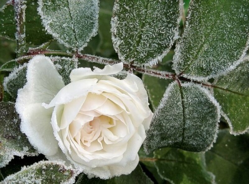 White Rose with Frost — Calm, Winter, Photograph, Leaves