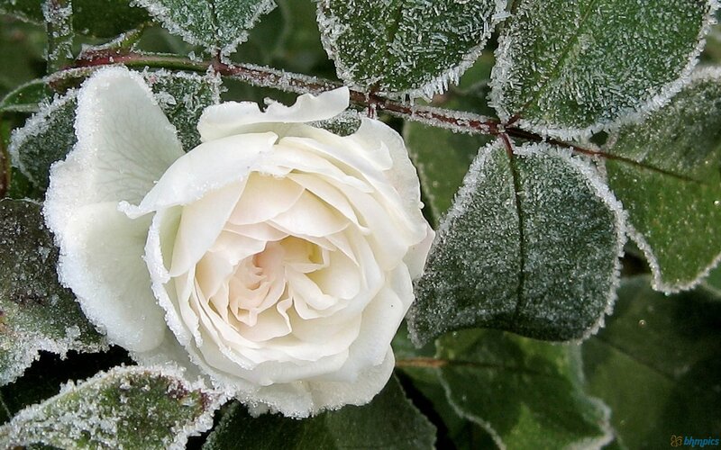 White Rose with Frost — Calm, Winter
