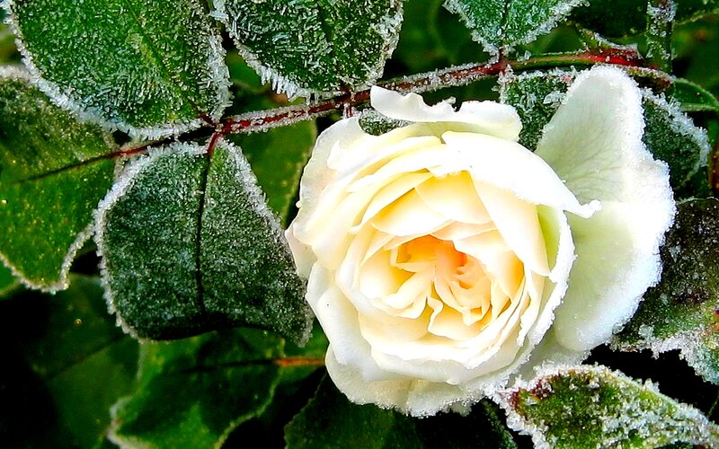 White Rose with Frost — Green