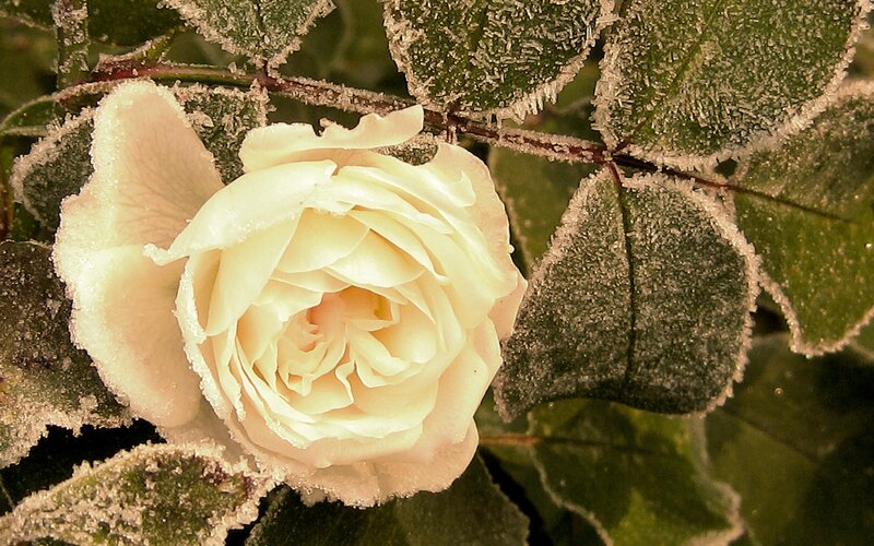 White Rose with Frost
