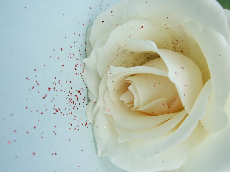 White Rose with Glitter — Calm, Photograph