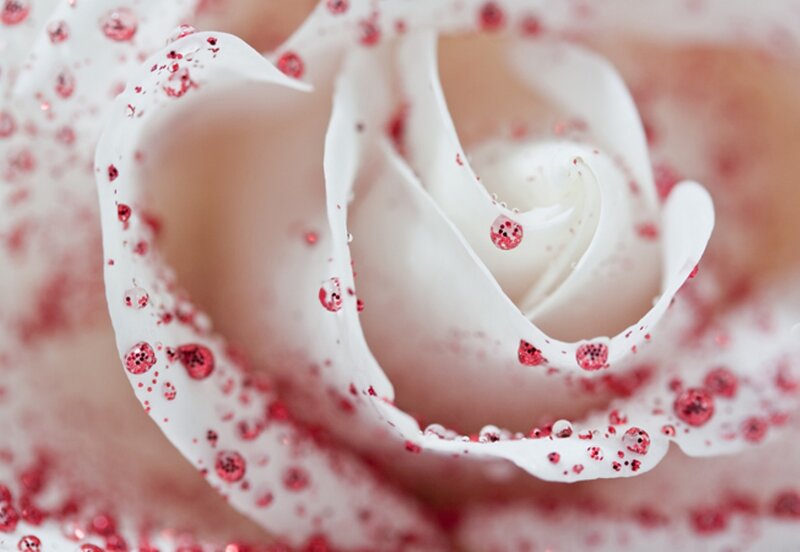 White Rose with Glitter — Calm