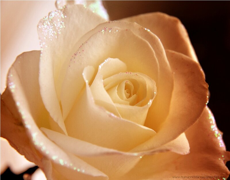 White Rose with Glitter — Cream