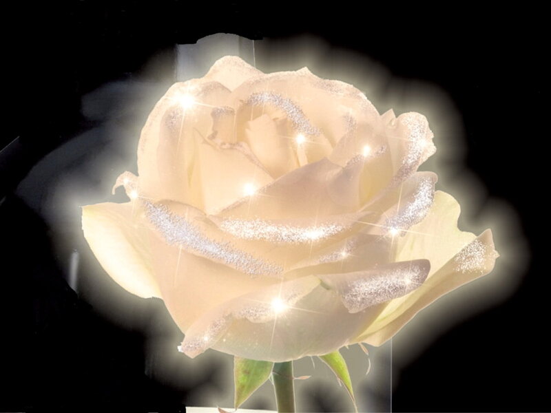 White Rose with Glitter — Ethereal