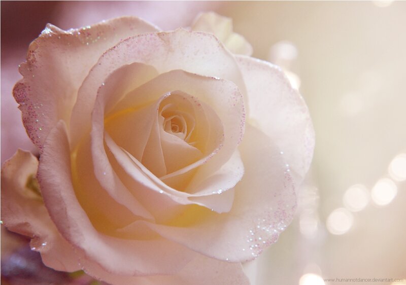White Rose with Glitter — Pink