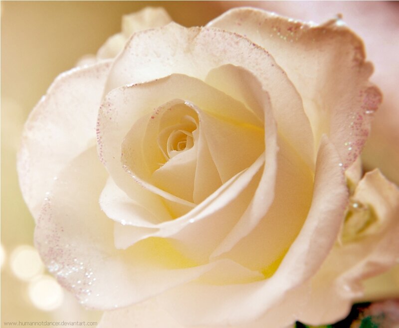 White Rose with Glitter — Serene