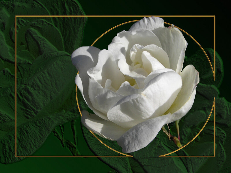 White rose with golden frame