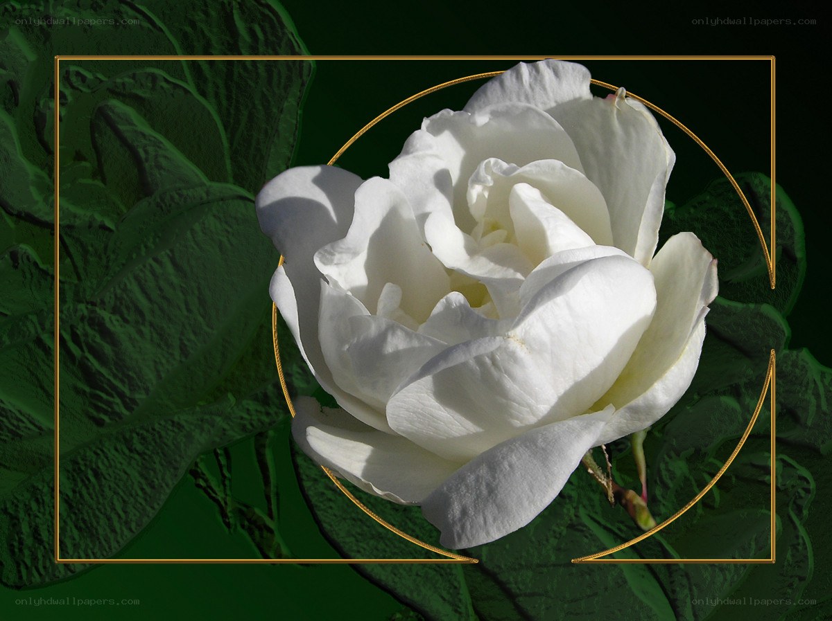 White rose with golden frame