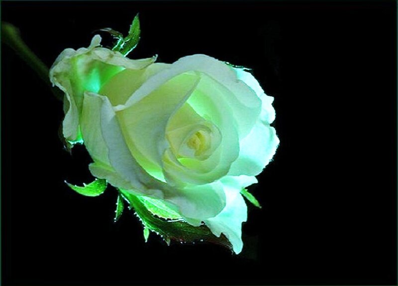 White Rose with Green Glow