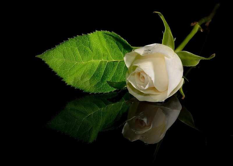 White rose with green leaf