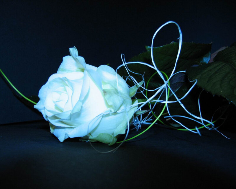 White Rose with Green Leaves — Black