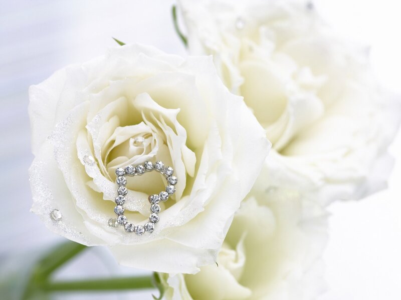 White Rose with Heart — Serene, Photograph