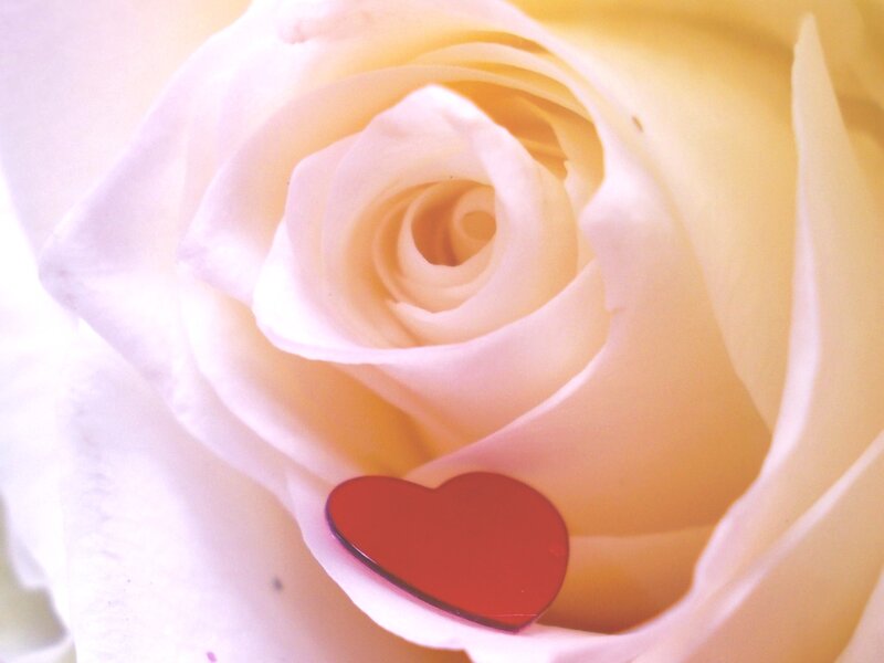 White Rose with Heart — Serene