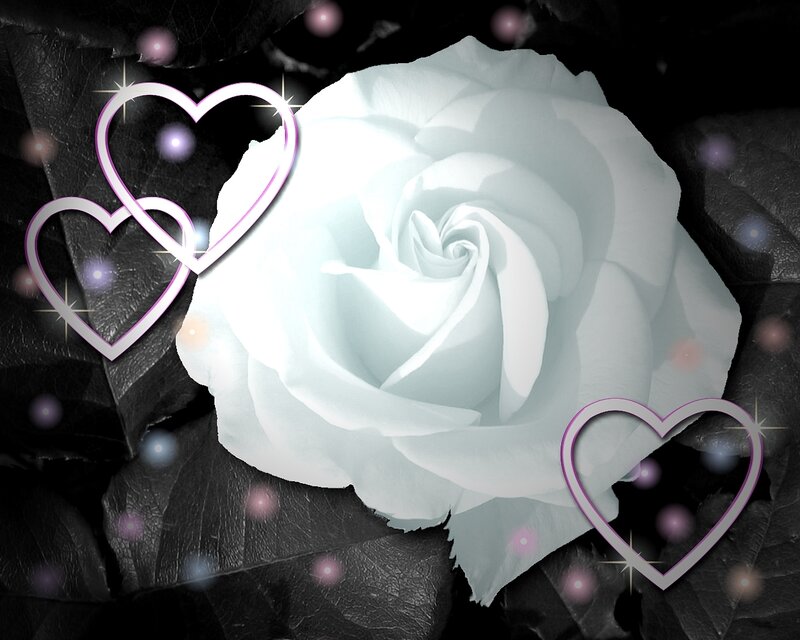 white rose with hearts