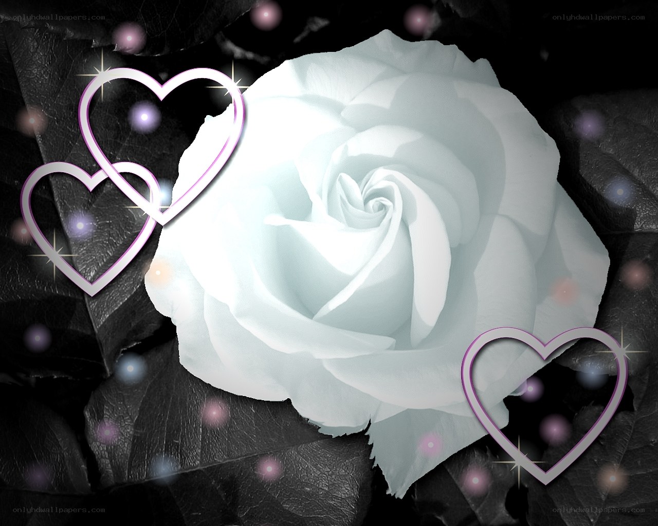white rose with hearts