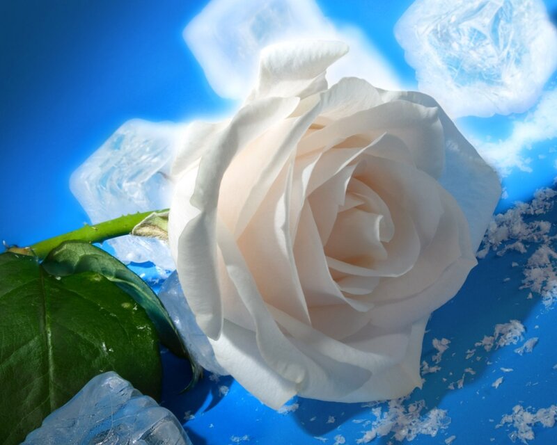 White rose with ice cubes