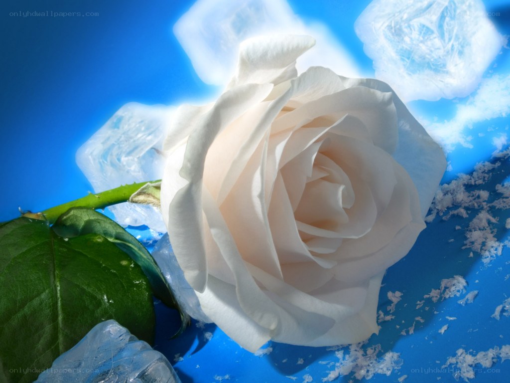 White rose with ice cubes