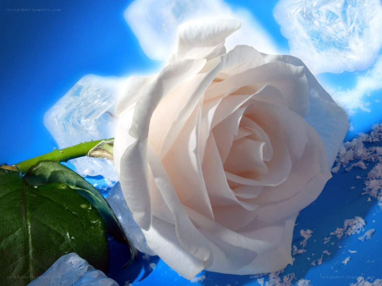 White rose with ice cubes