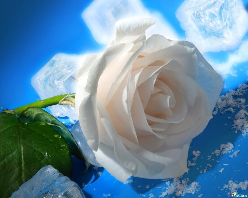 White rose with ice cubes