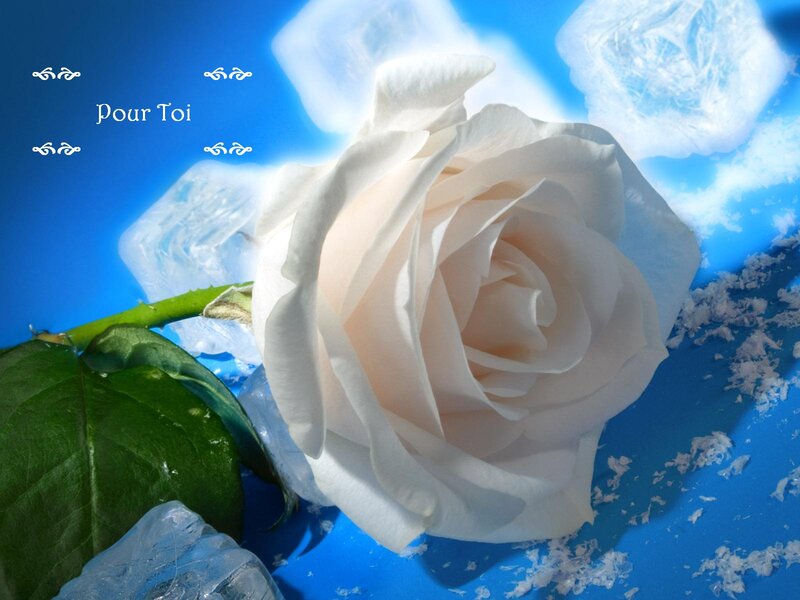 White Rose with Ice