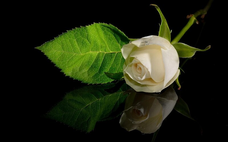 White Rose with Leaf — Black, Dramatic