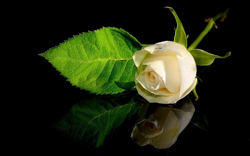White Rose with Leaf — Black