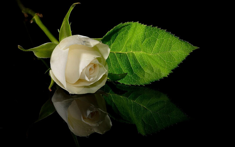 White Rose with Leaf — Dramatic, Photograph