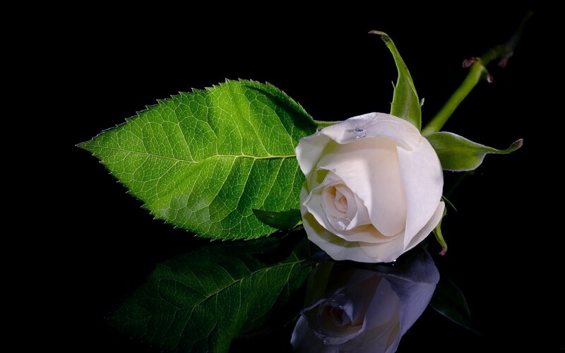 White Rose with Leaf — Dramatic