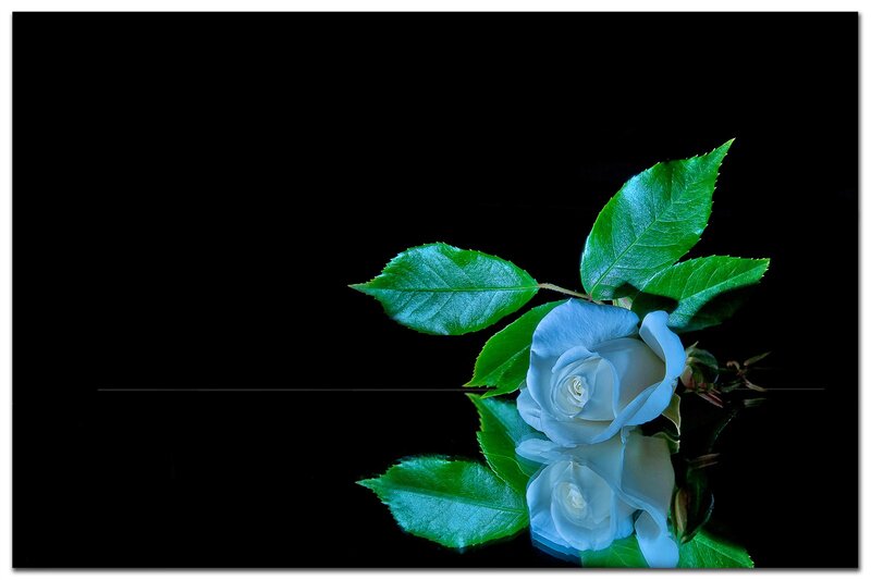 White Rose with Leaves — Black