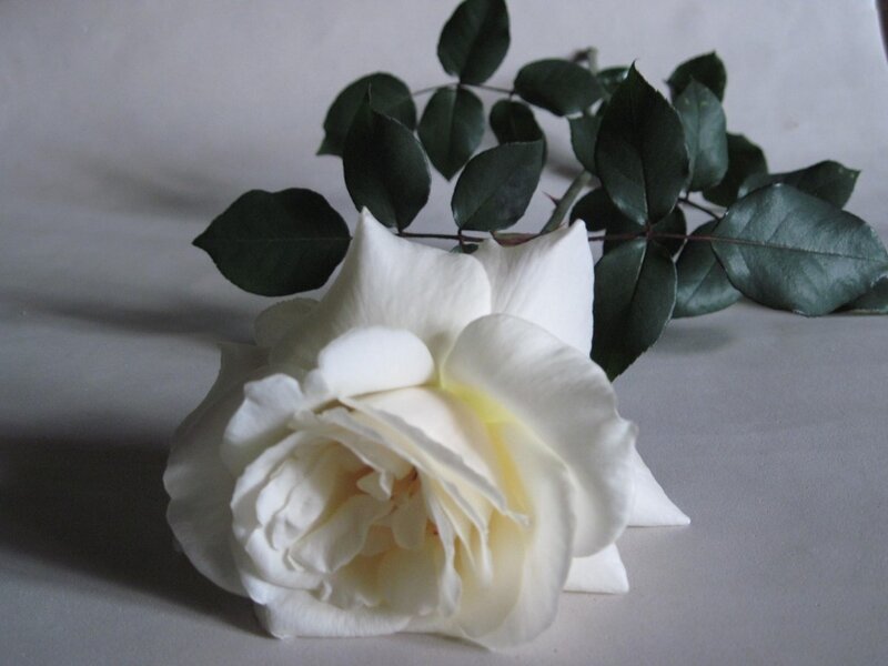 White Rose with Leaves — Calm, Photograph