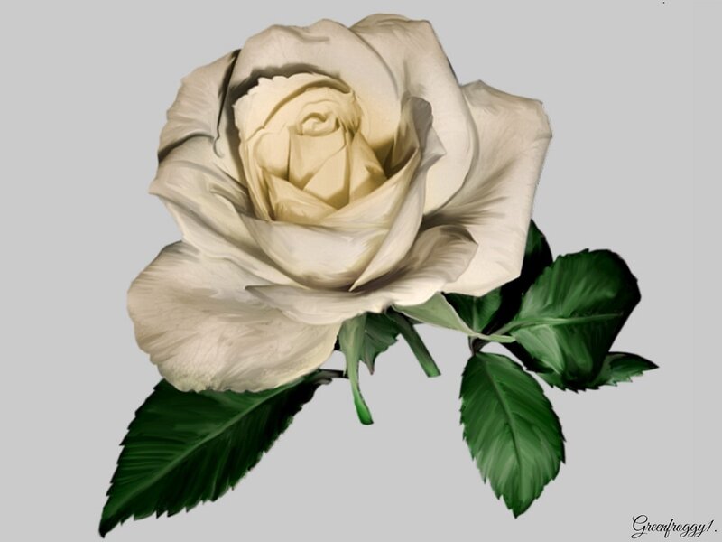 White Rose with Leaves — Calm