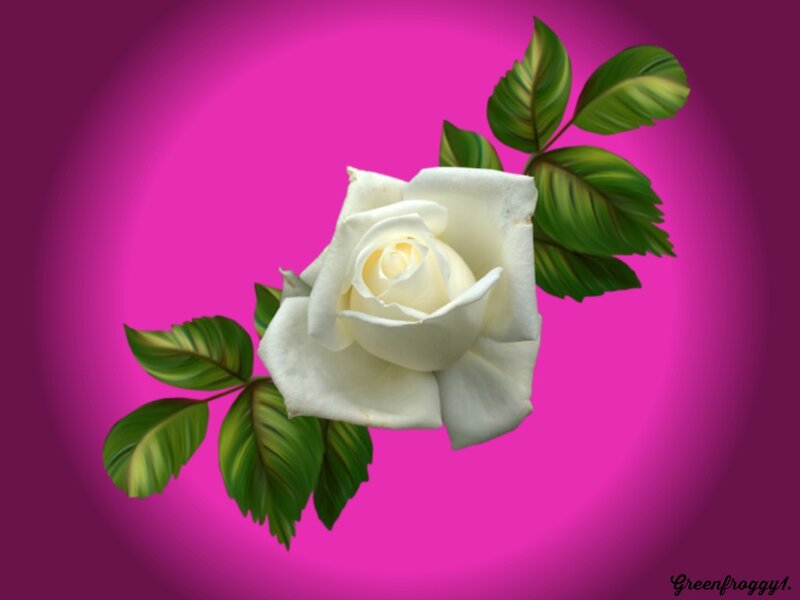 White Rose with Leaves — Pink