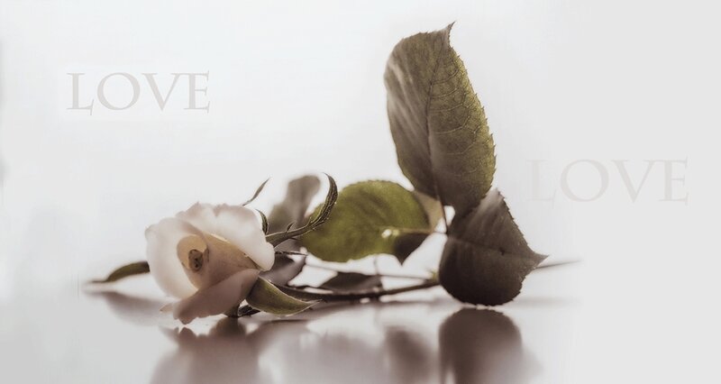 White Rose with Leaves — Serene, Photograph