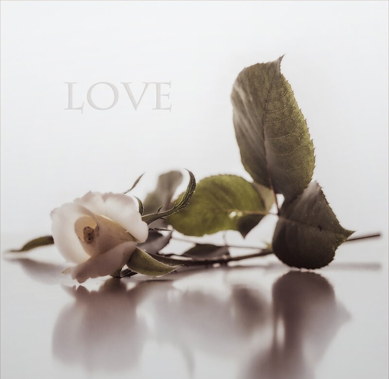 White Rose with Leaves — Serene