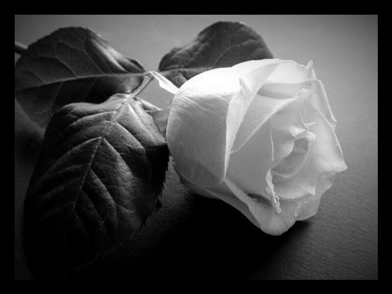 White Rose with Leaves