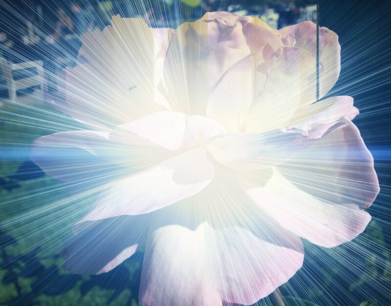 White Rose with Light Rays