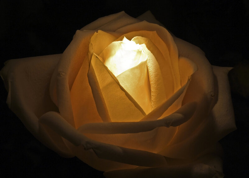 White Rose with Light