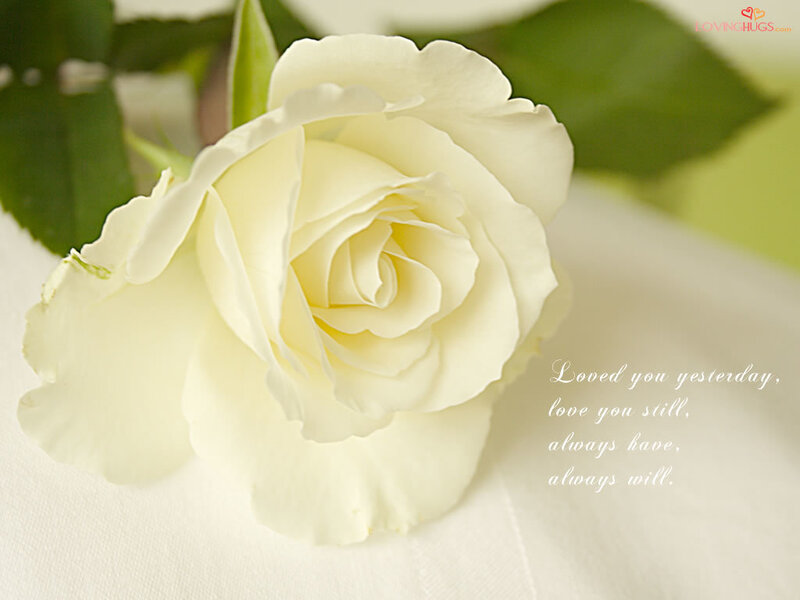 white rose with love quote