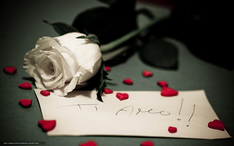 White Rose with Note — Romantic, Photograph