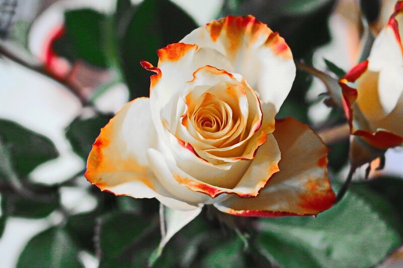 White Rose with Orange Edges — Calm