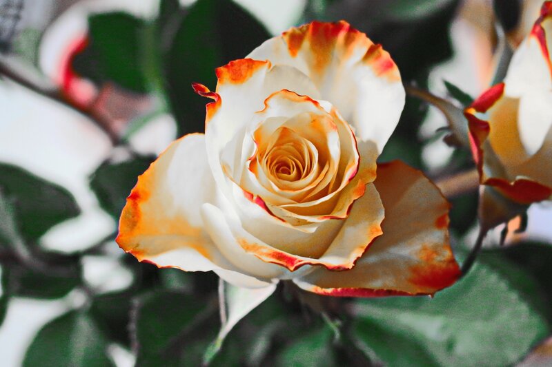 white rose with orange edges