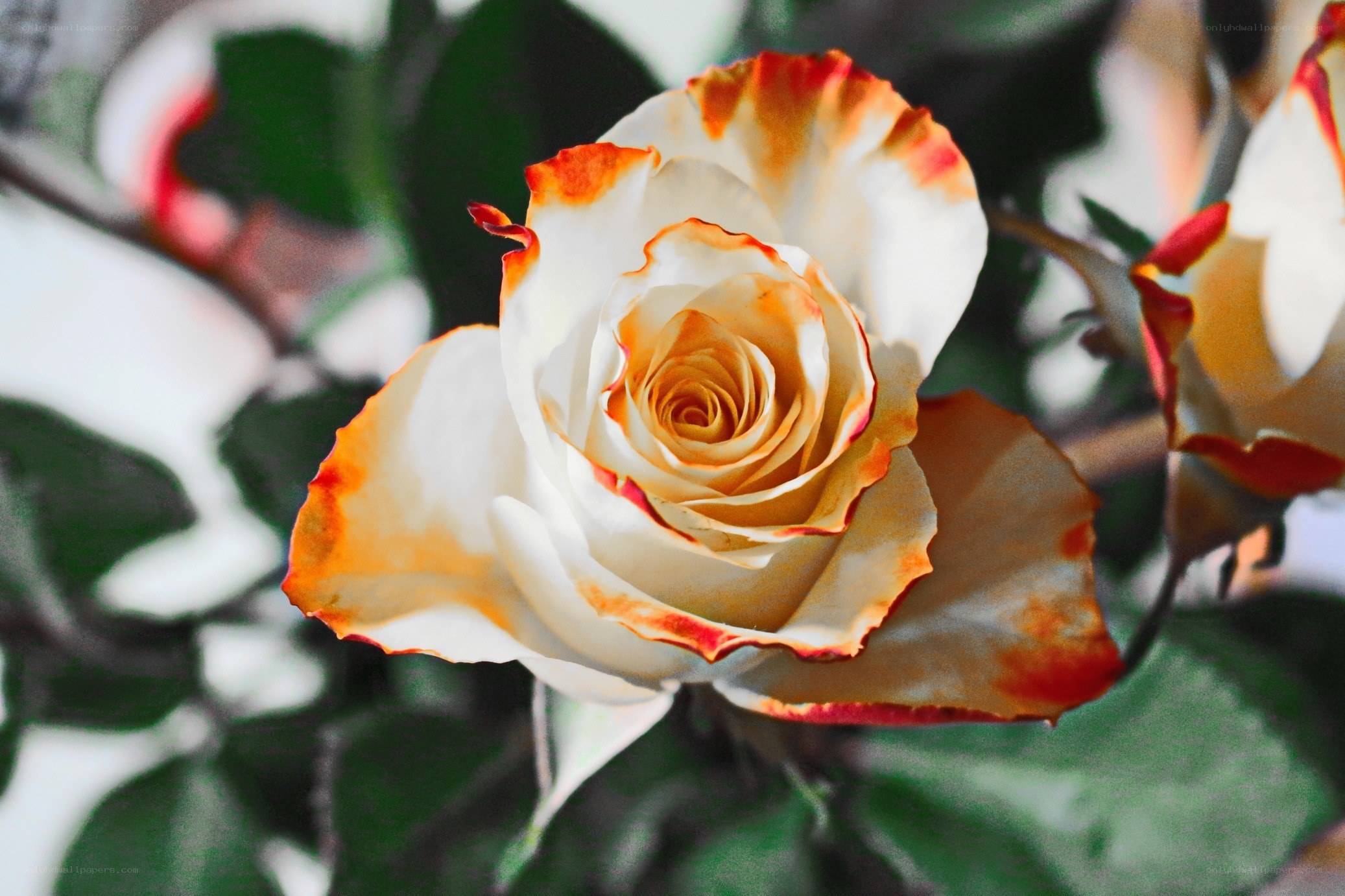white rose with orange edges