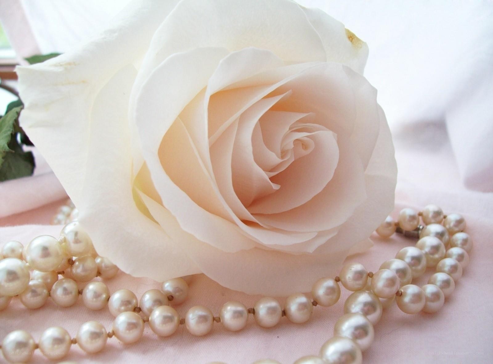 white rose with pearl necklace