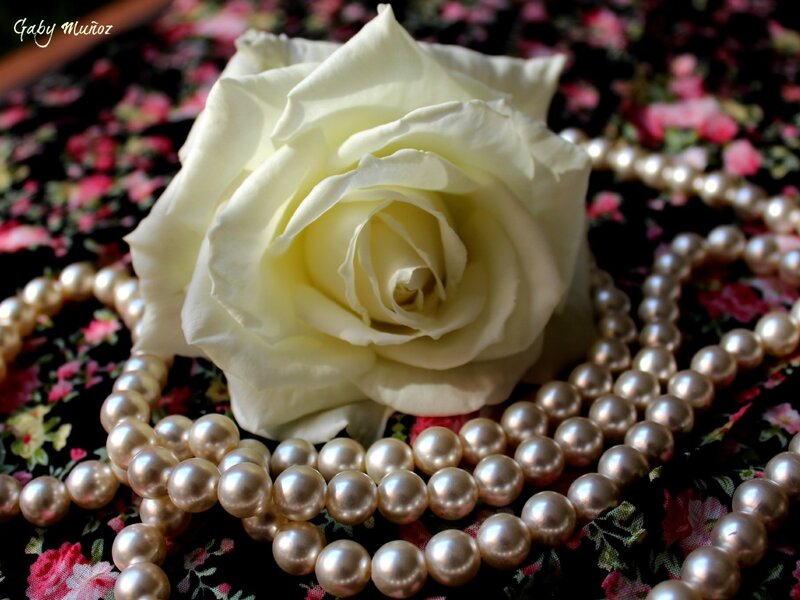White Rose with Pearls — Serene, Photograph