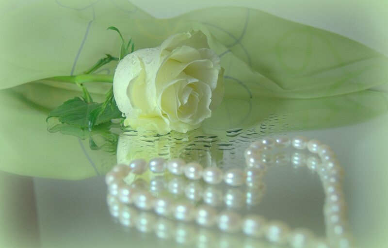 White Rose with Pearls — Serene
