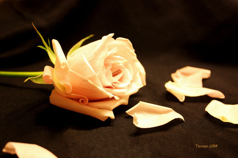 White Rose with Petals