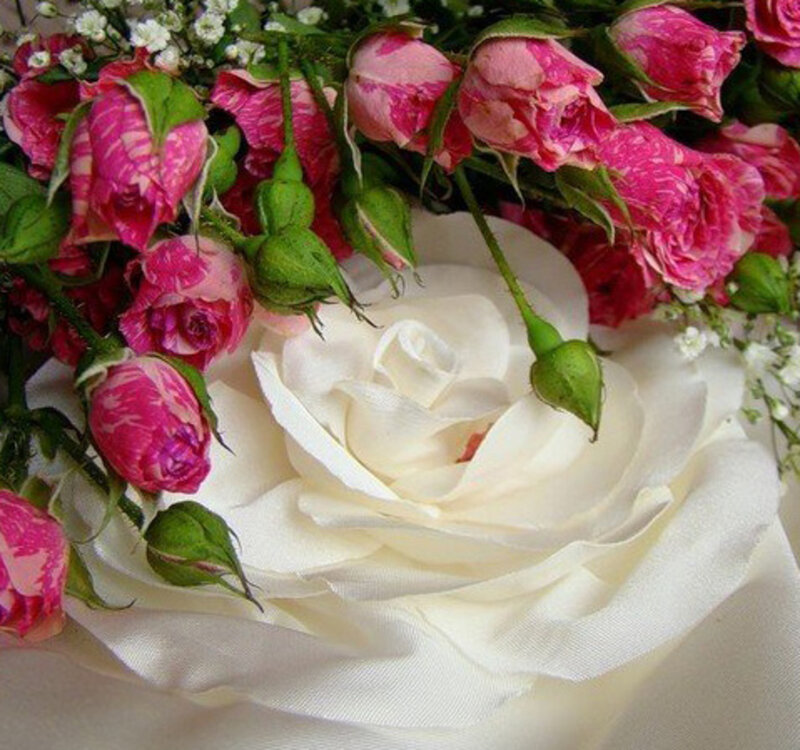 White Rose with Pink Buds
